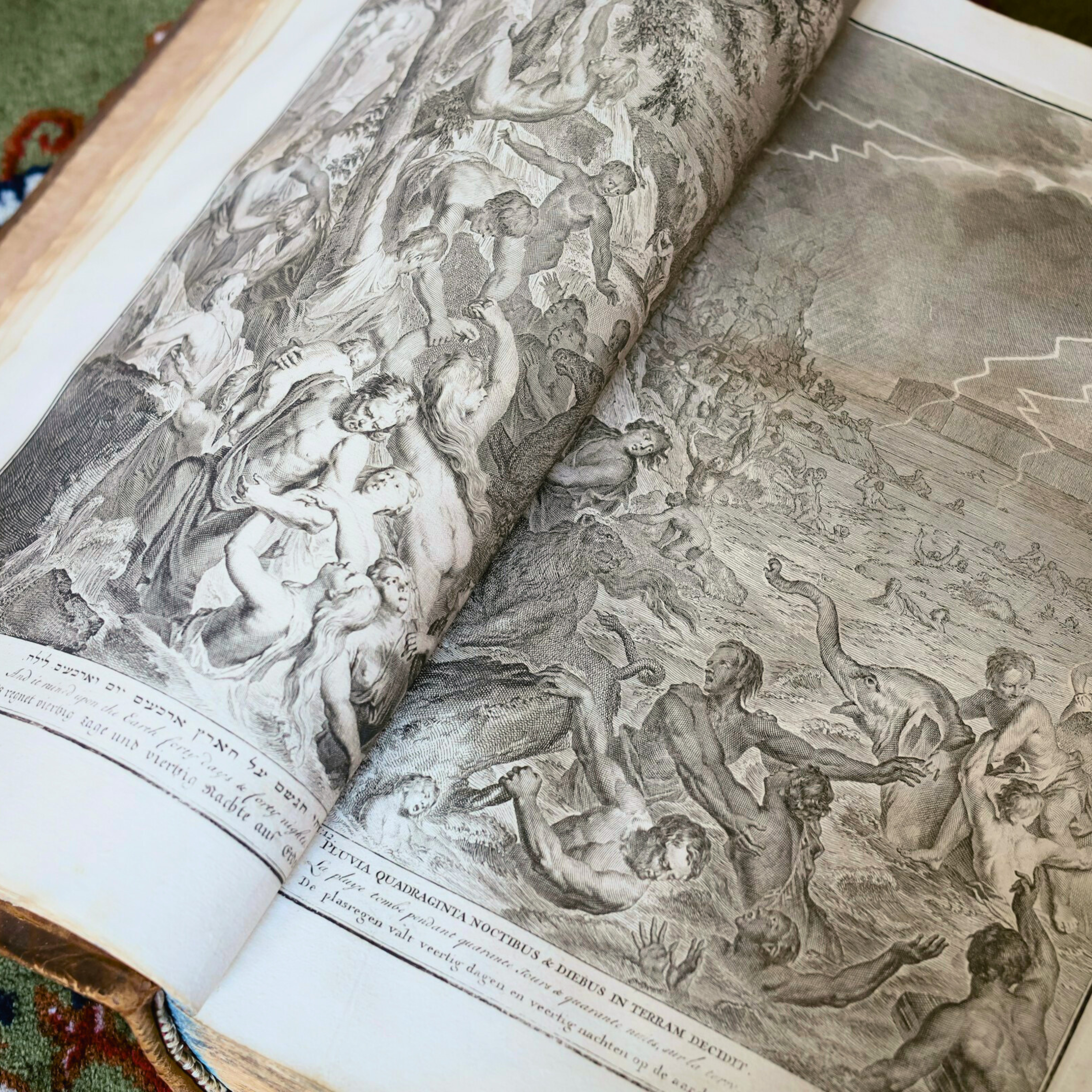 解説:ヴァイリン属の歴史